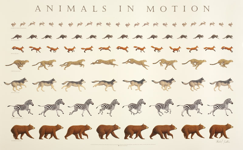 Animals in Motion