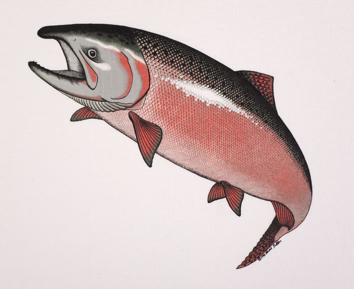 Chinook Salmon