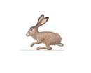 Tiny Black-tailed Jack Rabbit